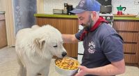Family reunited with allegedly stolen dog
