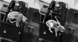 Fort Bliss soldier charged with animal cruelty says dog was service animal: Docs