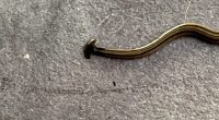 Hammerhead worm found on Oklahoma man