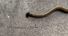 Hammerhead worm found on Oklahoma man