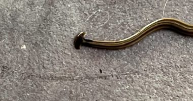 Hammerhead worm found on Oklahoma man