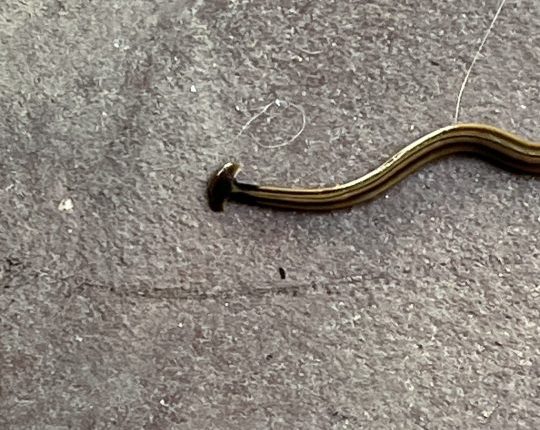 Hammerhead worm found on Oklahoma man