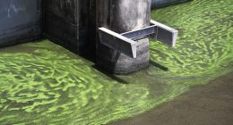 Harmful algae blooms are popping up: What to know