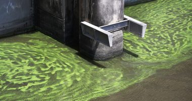 Harmful algae blooms are popping up: What to know