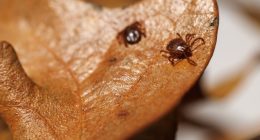 photo of the tick