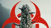 Is There Still Life In Zombie Franchise?