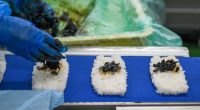 Japan rice crisis shows signs of easing as prices stabilize and stocks return to shelves