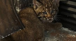 Kansas City resident finds bobcat kitten sheltering inside home during storm