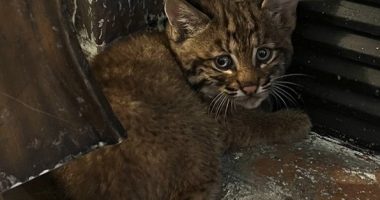 Kansas City resident finds bobcat kitten sheltering inside home during storm