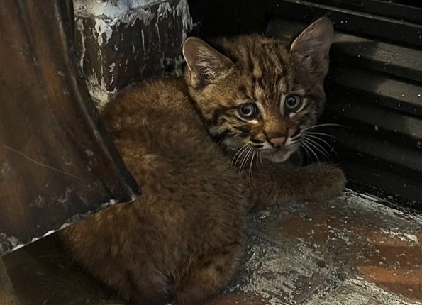 Kansas City resident finds bobcat kitten sheltering inside home during storm