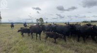 Man charged over alleged $200k bull semen and wagyu cattle theft