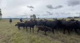 Man charged over alleged $200k bull semen and wagyu cattle theft