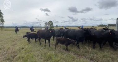 Man charged over alleged $200k bull semen and wagyu cattle theft