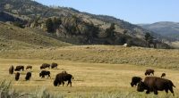 Man gored by bison at Yellowstone National Park