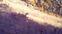 Photo of adult mountain lion and two half-grown kittens were taken in Osage County in October 2024.