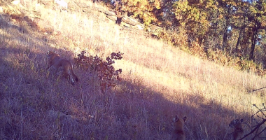 Photo of adult mountain lion and two half-grown kittens were taken in Osage County in October 2024.
