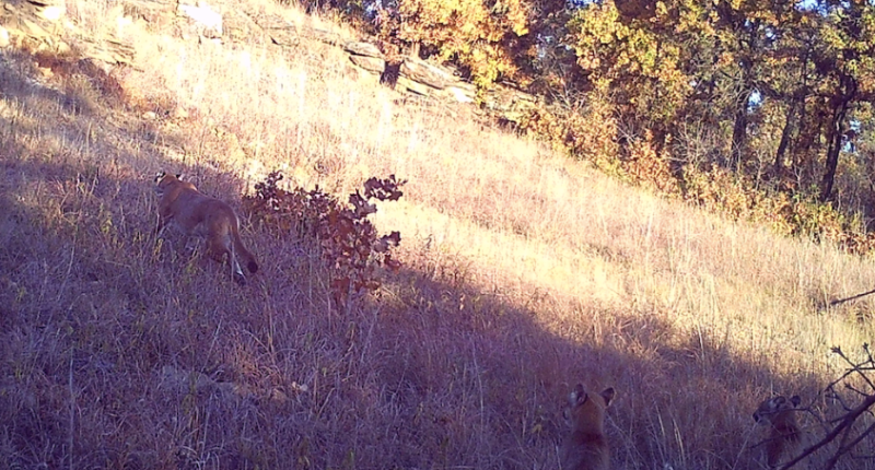 Photo of adult mountain lion and two half-grown kittens were taken in Osage County in October 2024.
