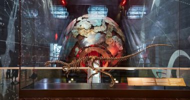 New dog-sized dinosaur identified after fossil mix-up