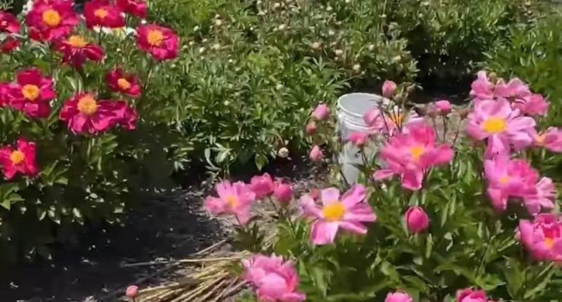 Pathetic protesters destroy university's peony garden to 'show support of Palestine'