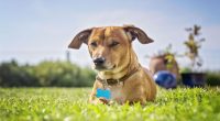 Protect your pets during hot weather with simple 'five second rule'