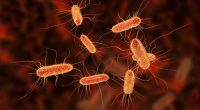 Safety warning over popular 'healthy' food that's often laced with deadly bacteria
