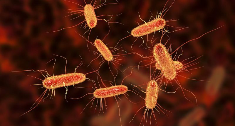 Safety warning over popular 'healthy' food that's often laced with deadly bacteria