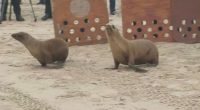Sea lion pups return to wild in Venice Beach