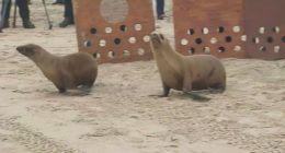 Sea lion pups return to wild in Venice Beach