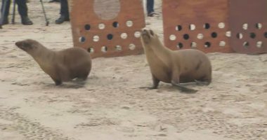 Sea lion pups return to wild in Venice Beach