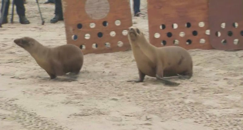 Sea lion pups return to wild in Venice Beach