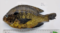 Southern California freshwater fish exposed to invasive parasites, new study finds