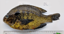 Southern California freshwater fish exposed to invasive parasites, new study finds