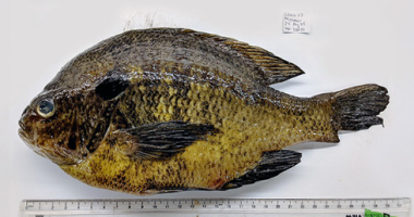 Southern California freshwater fish exposed to invasive parasites, new study finds