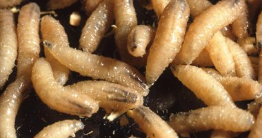 Texas to create response team to combat New World screwworms