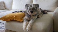 Three sweet reasons dogs let out a big sigh, according to experts