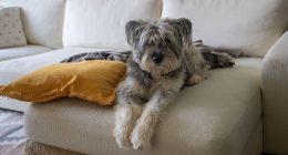 Three sweet reasons dogs let out a big sigh, according to experts
