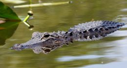 Trump to visit 'Alligator Alcatraz' detention center this week: Source