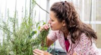 Two herbs found in your kitchen could boost memory and protect against dementia