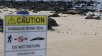 Unleashed dog encounters Hawaiian monk seal, owner cited