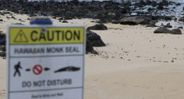 Unleashed dog encounters Hawaiian monk seal, owner cited