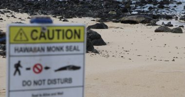 Unleashed dog encounters Hawaiian monk seal, owner cited