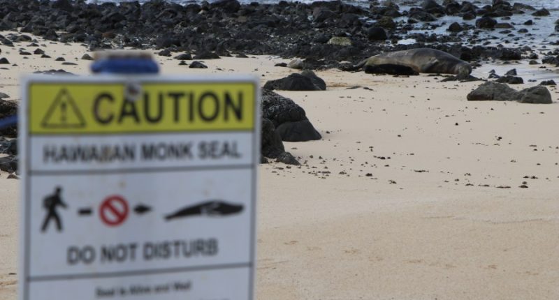 Unleashed dog encounters Hawaiian monk seal, owner cited