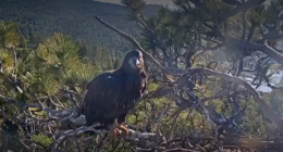 Video: Eaglet stumbles while taking first flight in Big Bear Valley