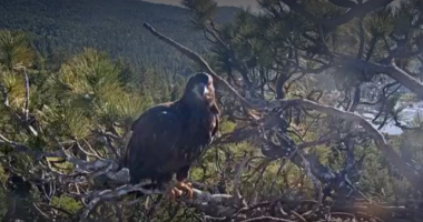 Video: Eaglet stumbles while taking first flight in Big Bear Valley