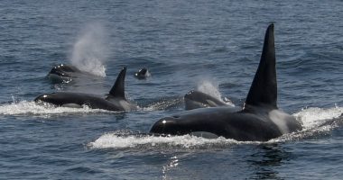 West Coast killer whale species spotted grooming each other with kelp