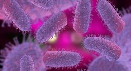 What is rabies and how is it spread? Facts and travel warnings after fatal UK case