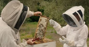 Megan Markle recently revealed on her Netflix show that beekeeping is one of her hobbies