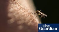 Why Dr Paris uses her bare arms in the fight against Australia’s mosquito-borne diseases