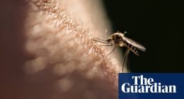 Why Dr Paris uses her bare arms in the fight against Australia’s mosquito-borne diseases