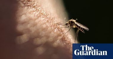 Why Dr Paris uses her bare arms in the fight against Australia’s mosquito-borne diseases